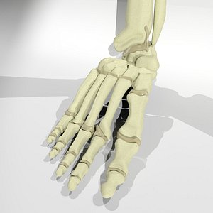 foot bone 3d 3ds