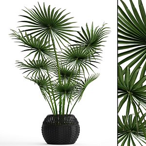 palm tree model