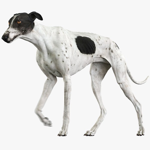 3D model realistic greyhound animations