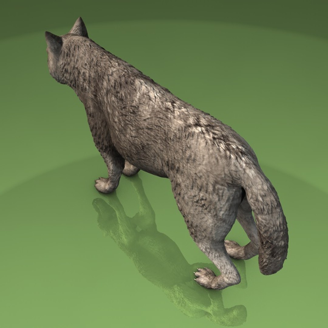 3d grey wolf https://p.turbosquid.com/ts-thumb/jK/wVFEIg/voDYRqcD/003timberwolf1440/jpg/1426087739/1920x1080/fit_q87/eddaf441e4aa93b30e67f8e8ec68199fe34ce722/003timberwolf1440.jpg