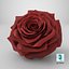 Realistic Rose 3D Model - High-Quality 4K PBR Asset