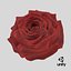 Realistic Rose 3D Model - High-Quality 4K PBR Asset