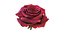 Realistic Rose 3D Model - High-Quality 4K PBR Asset