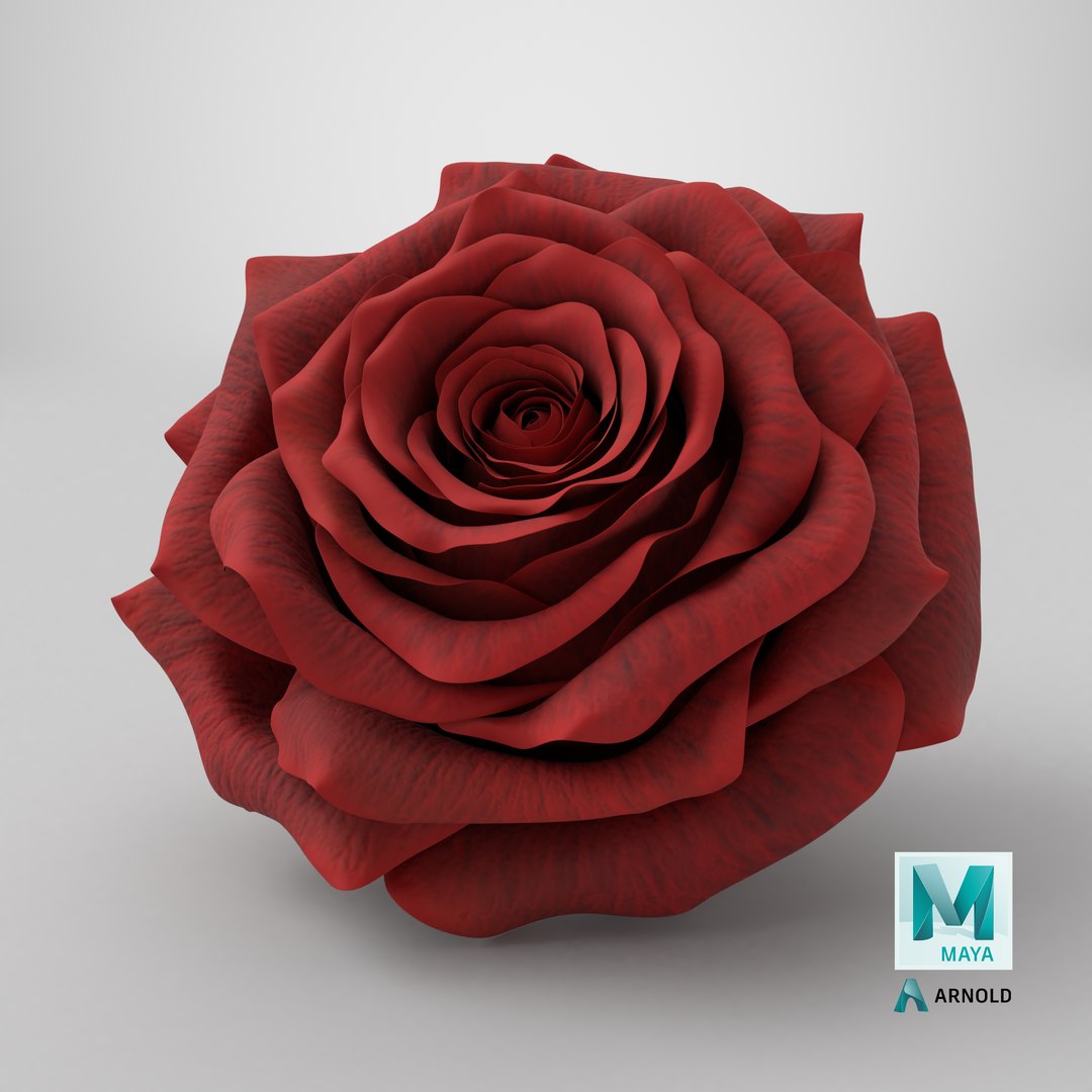 Realistic Rose 3D Model - High-Quality 4K PBR Asset 3D model https://p.turbosquid.com/ts-thumb/jL/7vwdfJ/gc/stemcell_maya_arnold_render/png/1740499112/1920x1080/fit_q87/789ba60a89d4756fb4cc046f082a9b994313a014/stemcell_maya_arnold_render.jpg