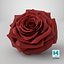 Realistic Rose 3D Model - High-Quality 4K PBR Asset
