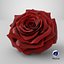 Realistic Rose 3D Model - High-Quality 4K PBR Asset