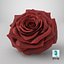 Realistic Rose 3D Model - High-Quality 4K PBR Asset