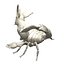 scorpione di coniglio