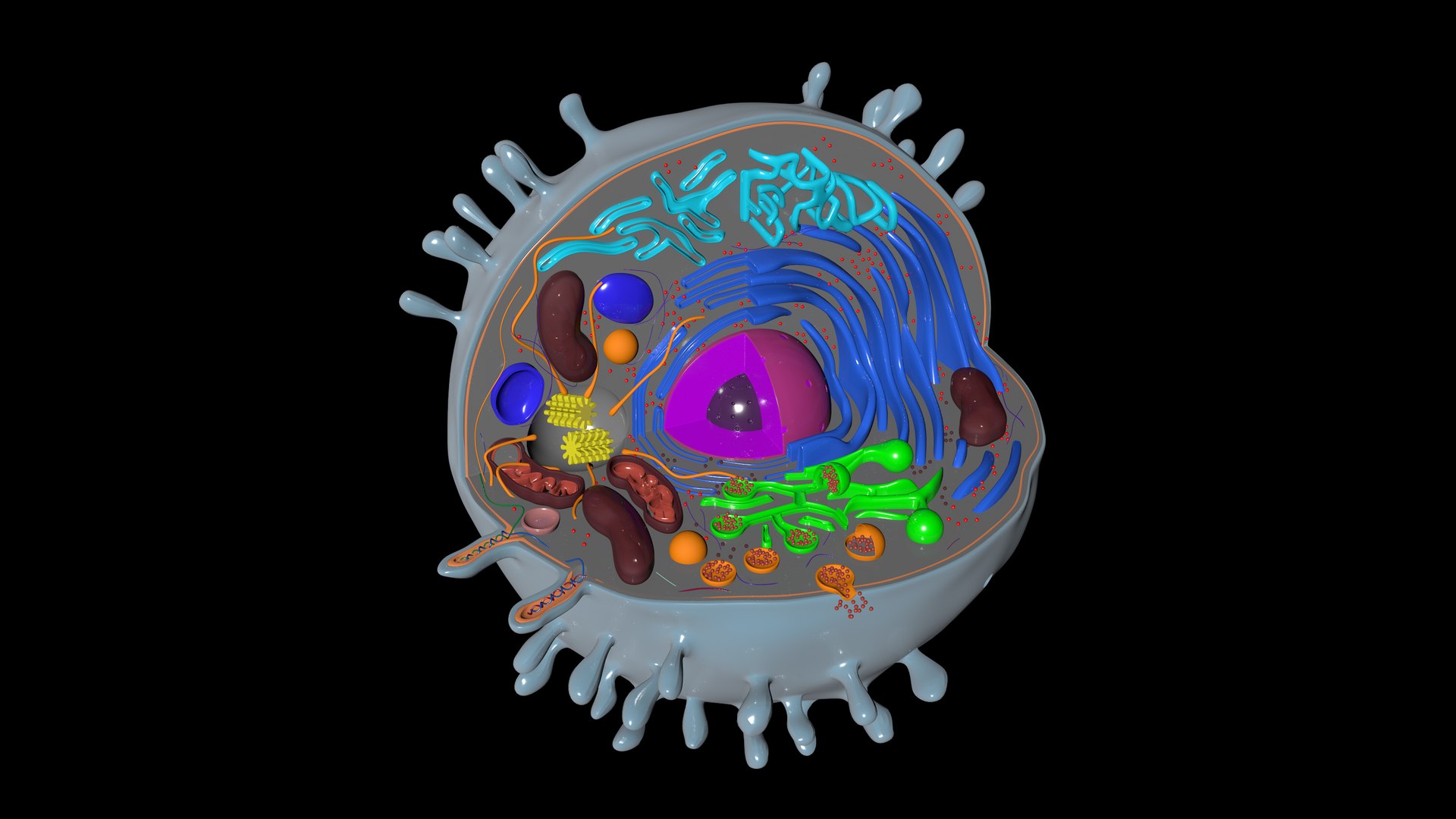 3D Animal Cell Human Cell - TurboSquid 1911810