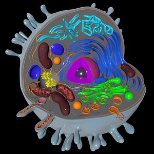 Animal  Cell Human Cell