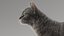 3D model cat mackerel tabby