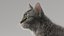 3D model cat mackerel tabby