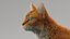 3D model cat mackerel tabby
