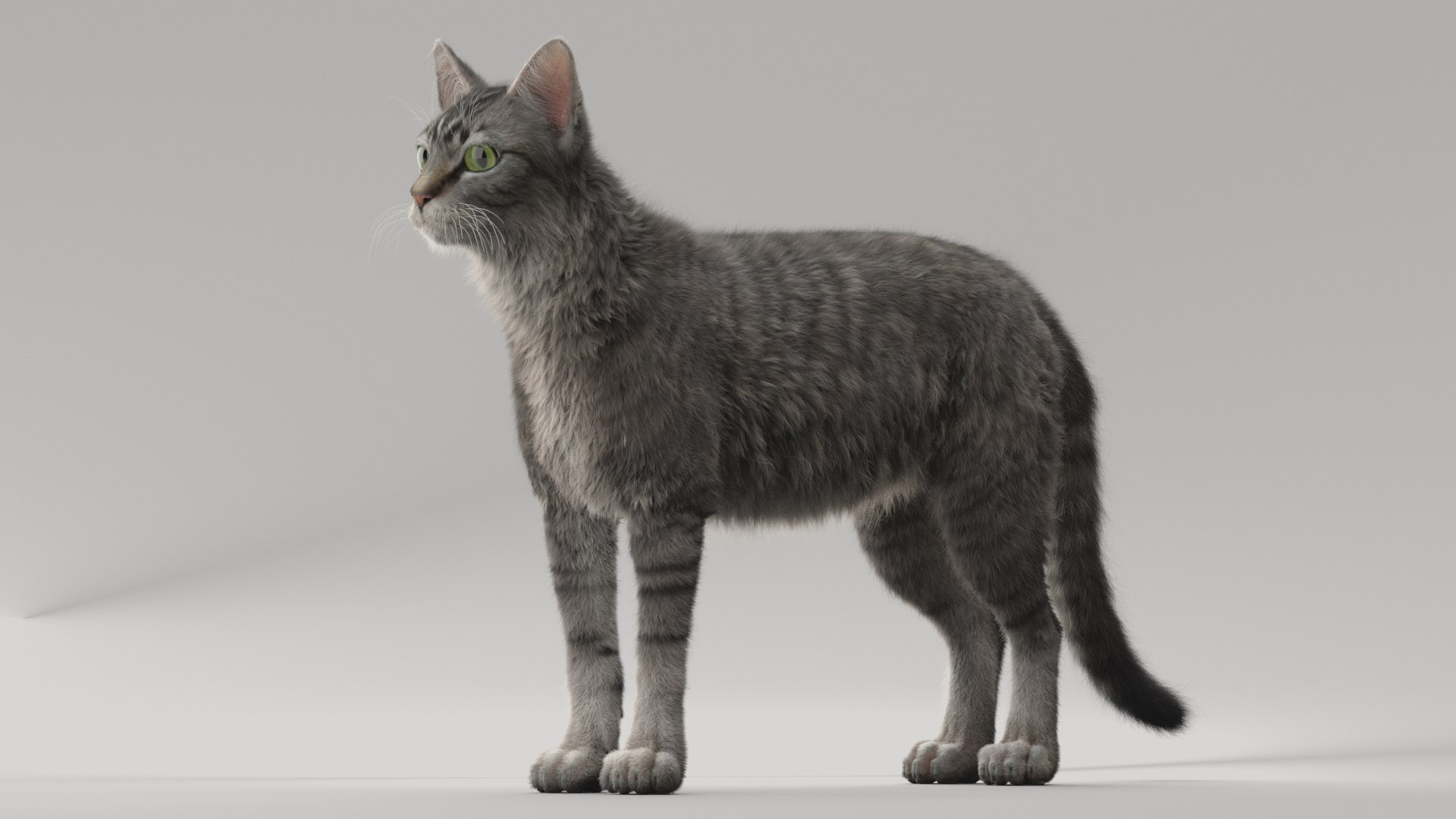 3D model cat mackerel tabby https://p.turbosquid.com/ts-thumb/jL/UZ7Lx8/OU/3/png/1670932825/1920x1080/fit_q87/ca93cff91f35029ee7d71aabf39d9da4db88096b/3.jpg