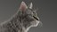 3D model cat mackerel tabby