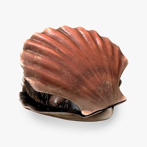 Scallop