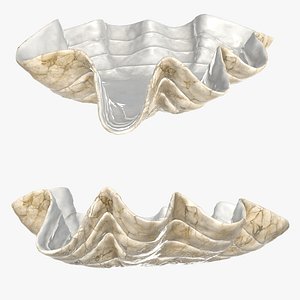 bowl clam shell 3D model