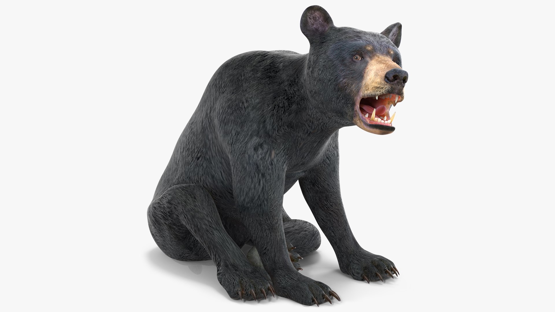 Young Black Bear Rigged 3D model preview