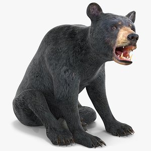 3D Young Black Bear Rigged