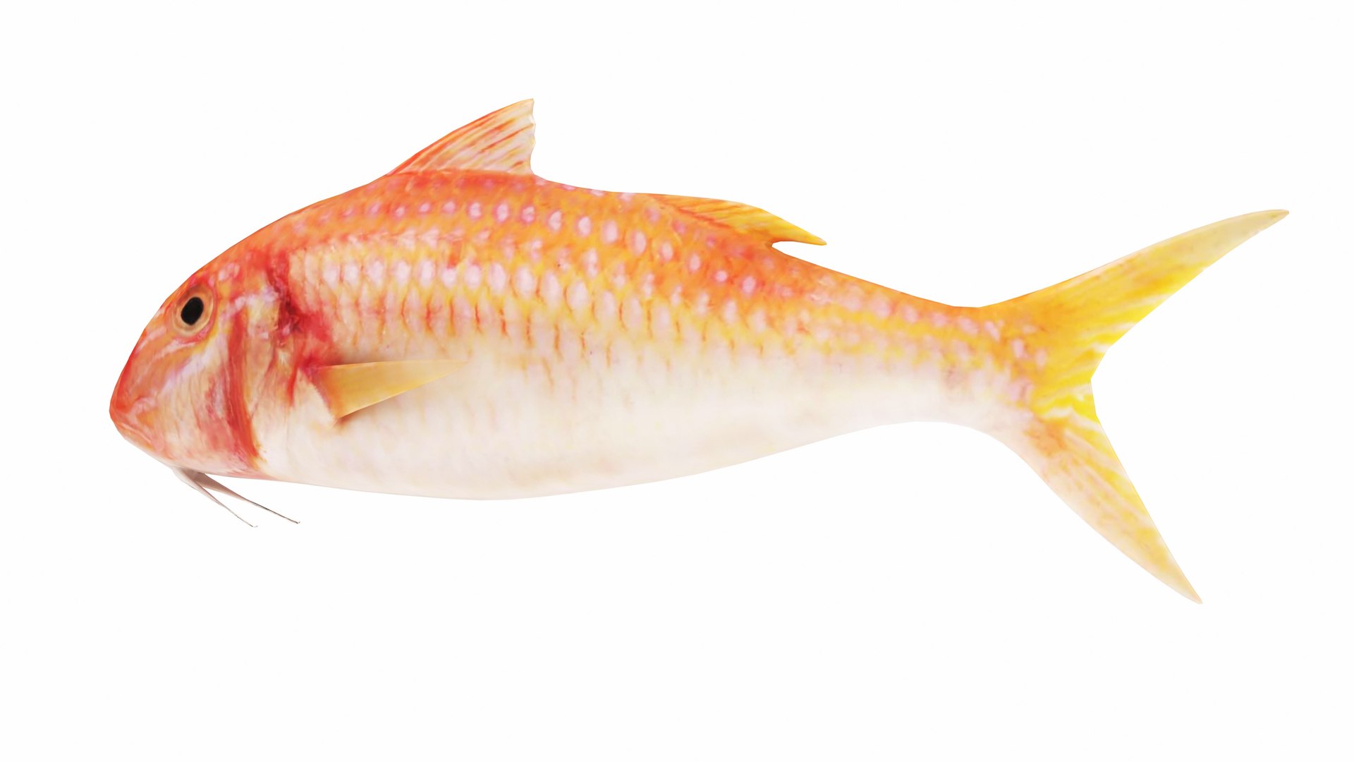Fish 4 In 1 Model - TurboSquid 2382191