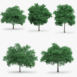 english oak trees 3d model