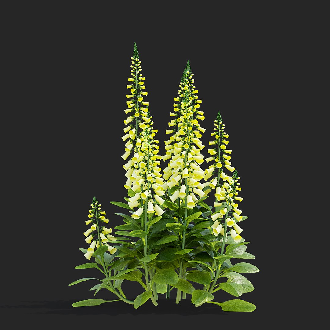 3D model Digitalis purpurea lemoncello flower https://p.turbosquid.com/ts-thumb/jM/5HUlq0/Q3/digitalis_3_view_003/jpg/1672249592/1920x1080/fit_q87/c59f57042b725fde1b9588158ec5608025964a61/digitalis_3_view_003.jpg
