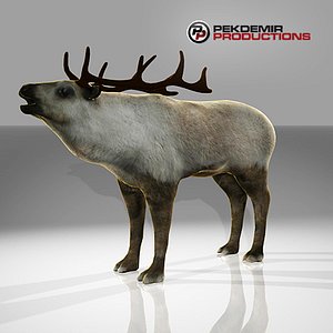 reindeer deer 3d model