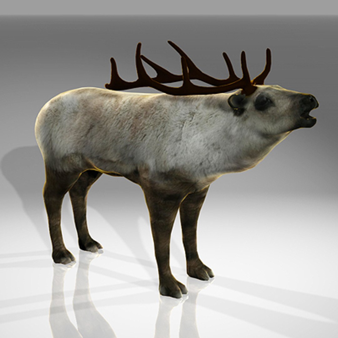 Reindeer Deer 3d Model