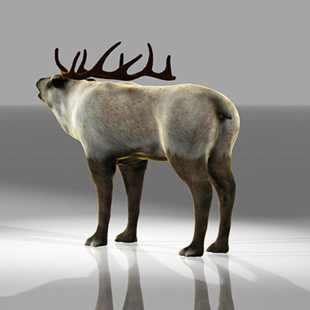 Reindeer Deer 3d Model