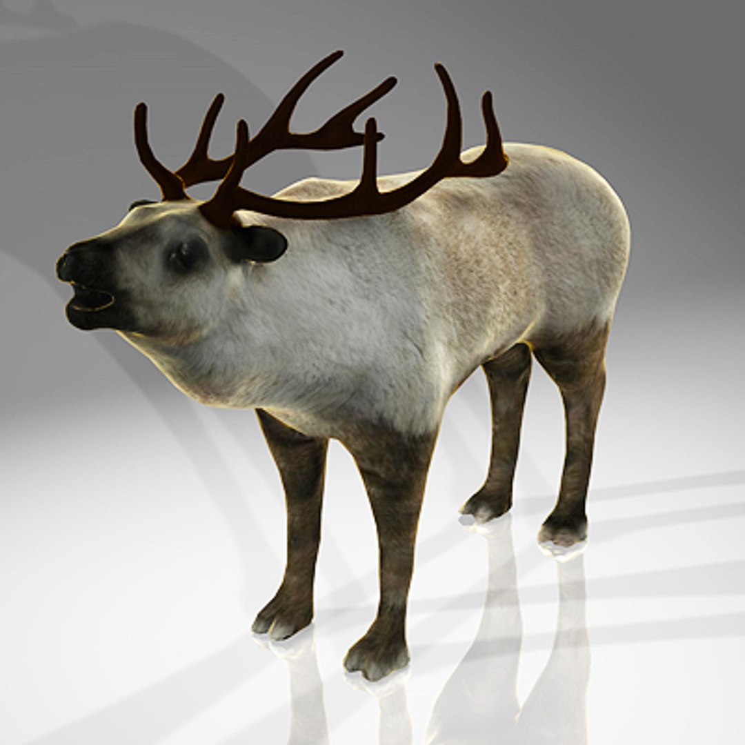 Reindeer Deer 3d Model