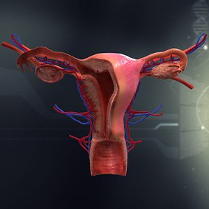 female organ anatomy 3d model