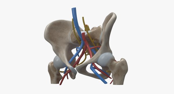 Human anatomy female pelvis femur 3D model - TurboSquid 1194011