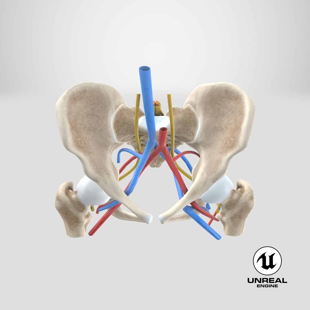 Human Anatomy Female Pelvis Femur 3d Model Turbosquid 1194011