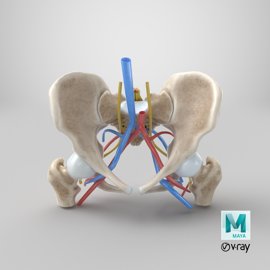 Human anatomy female pelvis femur 3D model - TurboSquid 1194011