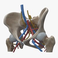 Human Anatomy - Female Pelvis (PBR)