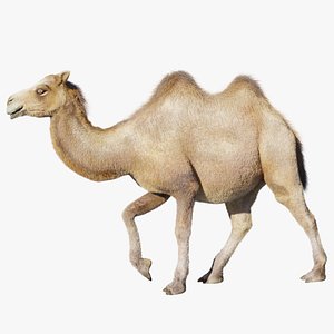 3D hair effect camel model