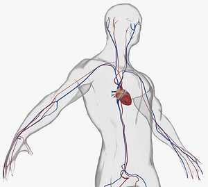 anatomy circulatory organ 3D model