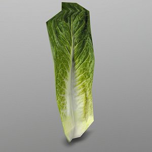 roma lettuce 3D