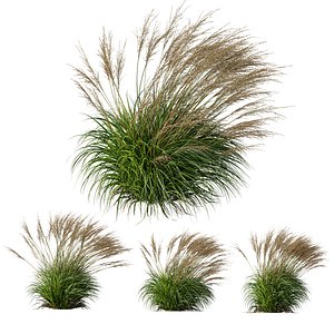HQ Plants Molinia Caerulea Heidebraut Kleines Pfeifengras Version04 Windy 3D model