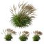 본사 식물 Molinia Caerulea Heidebraut Kleines Pfeifengras Version04 Windy