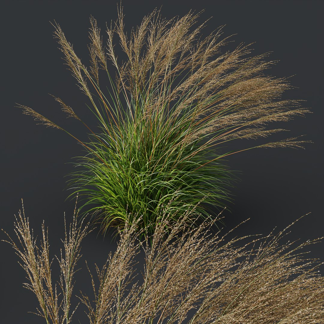 HQ Plants Molinia Caerulea Heidebraut Kleines Pfeifengras Version04 Windy 3D model https://p.turbosquid.com/ts-thumb/jM/hEfyOF/tq/z06/png/1695230934/1920x1080/fit_q87/7b1cc128b60e6f271aa5d5e97676eec80d38ce8b/z06.jpg