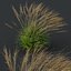 본사 식물 Molinia Caerulea Heidebraut Kleines Pfeifengras Version04 Windy