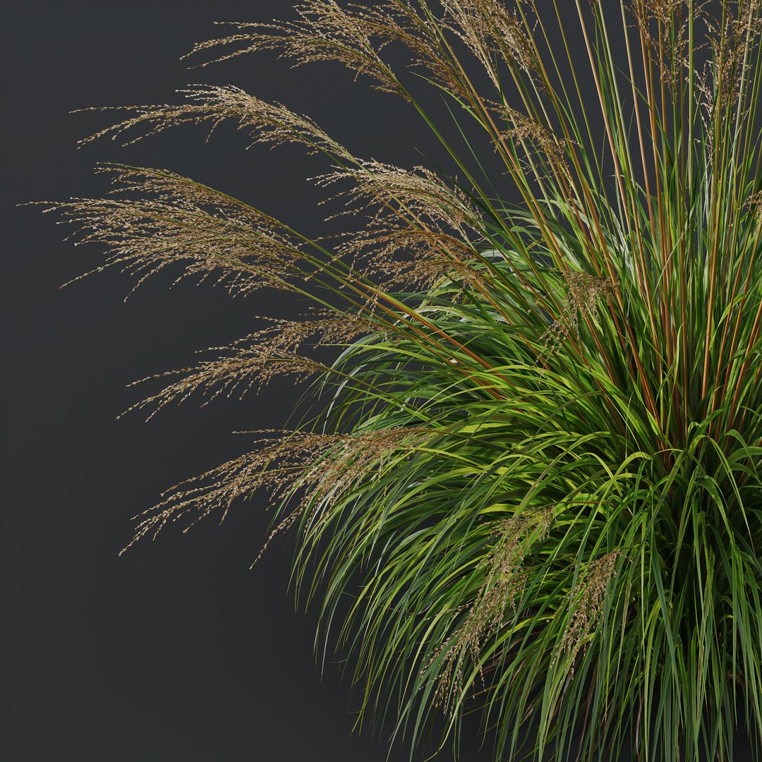 HQ Plants Molinia Caerulea Heidebraut Kleines Pfeifengras Version04 Windy 3D model https://p.turbosquid.com/ts-thumb/jM/hEfyOF/vC/z04/png/1695230933/1920x1080/fit_q87/606ce427690e5ddbfc7309247f9f57a068336c76/z04.jpg