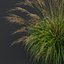 본사 식물 Molinia Caerulea Heidebraut Kleines Pfeifengras Version04 Windy
