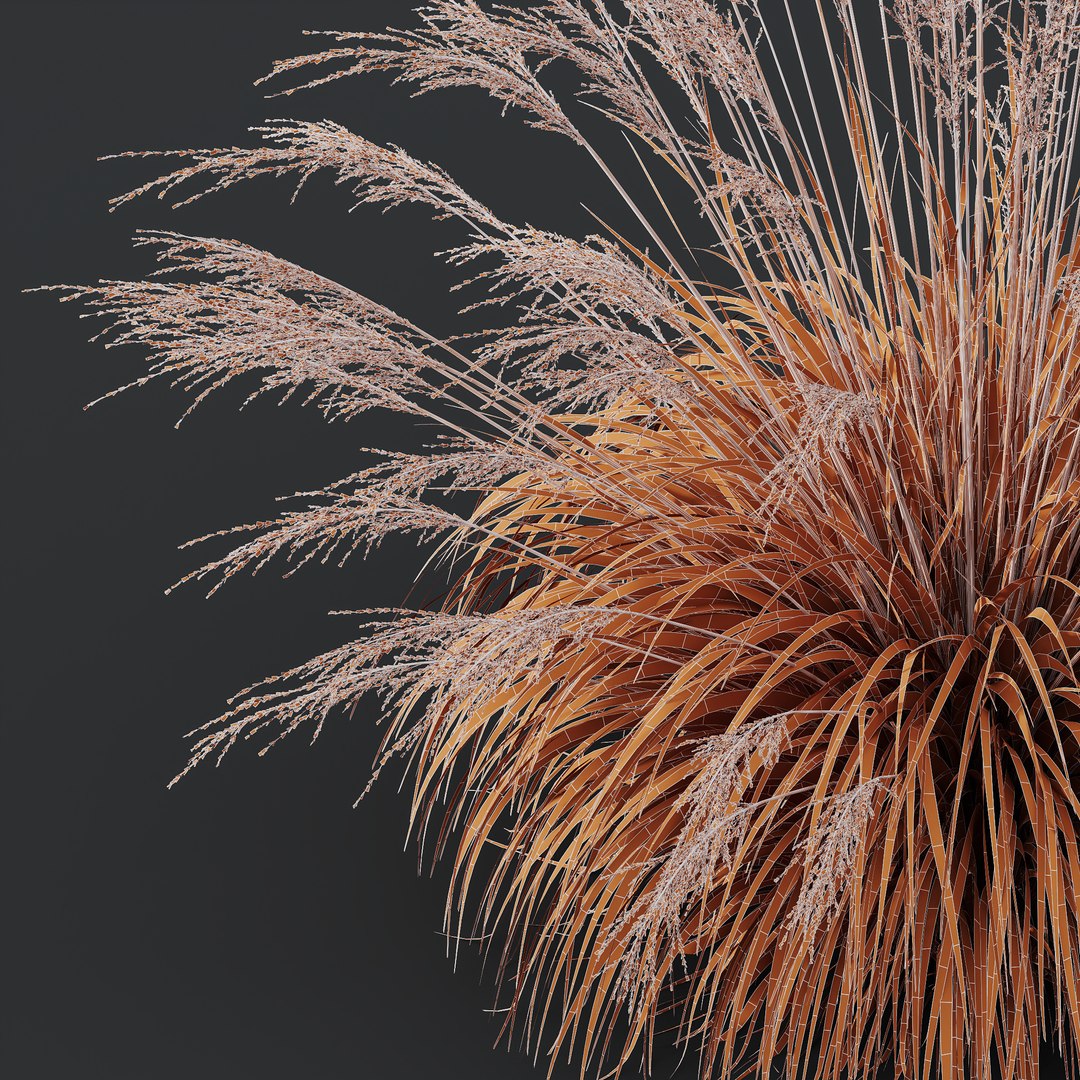 HQ Plants Molinia Caerulea Heidebraut Kleines Pfeifengras Version04 Windy 3D model https://p.turbosquid.com/ts-thumb/jM/hEfyOF/vk/z05/png/1695230933/1920x1080/fit_q87/66b7fa985de8b799d1138f1d698ffa7d011cedd7/z05.jpg