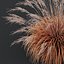 본사 식물 Molinia Caerulea Heidebraut Kleines Pfeifengras Version04 Windy