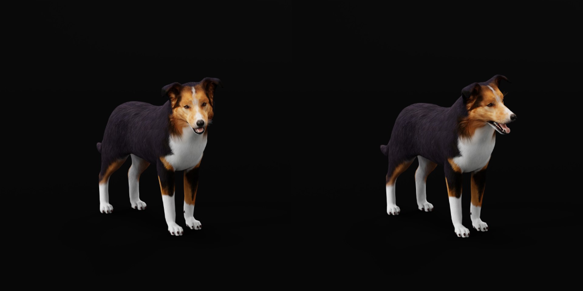 Male Border Collie Dog Model - TurboSquid 2402768