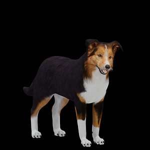 Male Border Collie Dog model