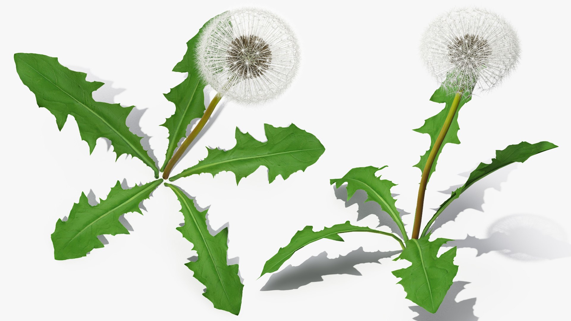 3D ripe dandelion plant https://p.turbosquid.com/ts-thumb/jM/u5hq1Y/7RIo1VNV/ripedandelionplantvray3dmodel008/jpg/1588794718/1920x1080/fit_q87/2bff6d541fdfbef327dc1dc2d8add258e47686a6/ripedandelionplantvray3dmodel008.jpg