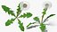 熟したタンポポの植物